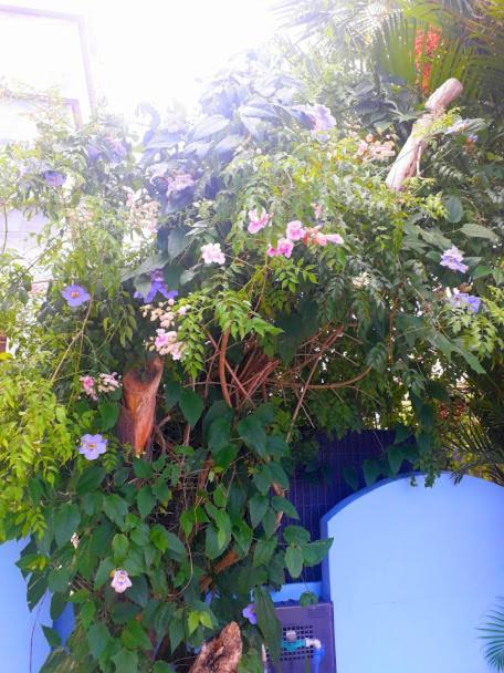 Pousada Los Casarones Florianópolis Esterno foto